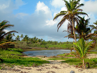 Image showing fresh water swamp big corn island nicaragua