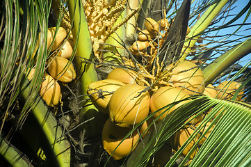 Image showing ripe coconuts on tree nicaragua