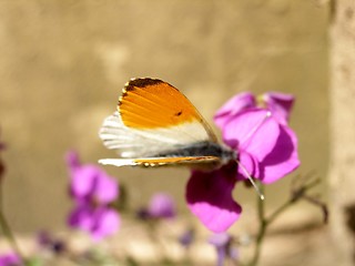 Image showing butterfly