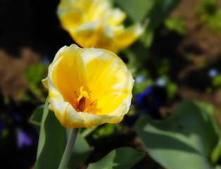 Image showing Yellow tulip