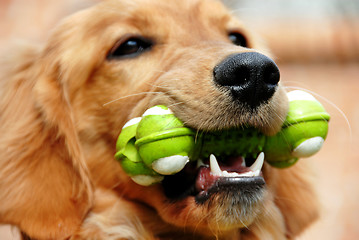 Image showing Golden retriever with toy