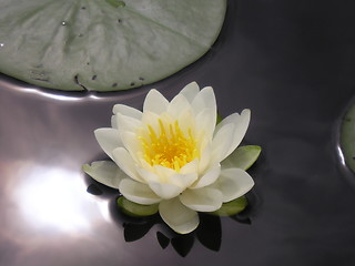 Image showing water lilly