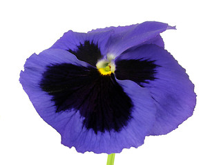 Image showing violet