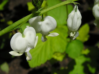 Image showing bleeding hearts