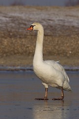 Image showing Mute Swan standing on Ice.