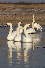 Image showing Swan group