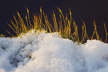 Image showing Moss and snow