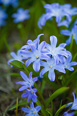 Image showing First spring flowers