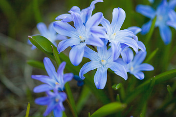 Image showing First spring flowers