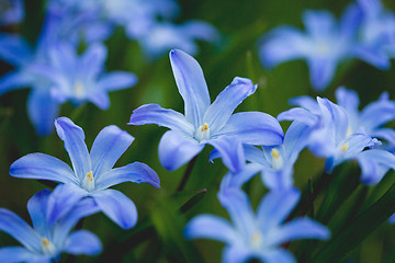 Image showing First spring flowers