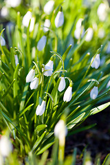 Image showing Spring snowdrop flowers