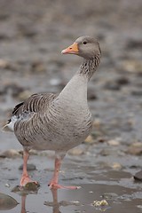 Image showing Greylag goose 2