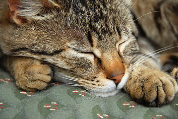 Image showing Sleeping cat portrait