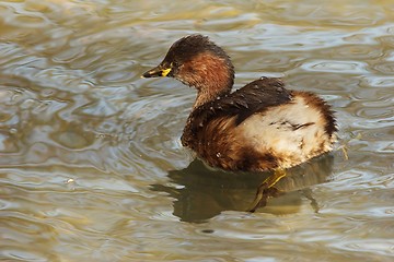 Image showing Little grebe 1