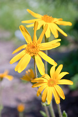 Image showing Arnica