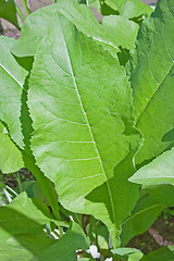 Image showing Tobacco