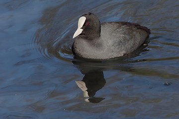 Image showing Eurasion coot