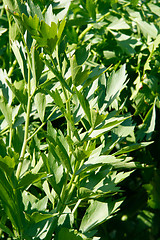 Image showing Lovage bush