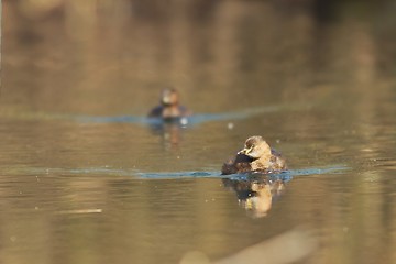 Image showing 2 little grebes