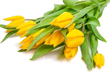 Image showing Yellow tulips