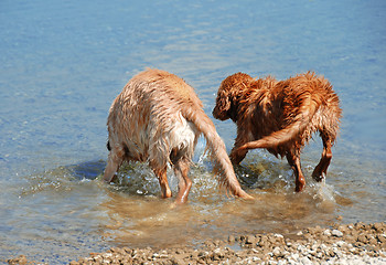 Image showing Golden retrievers bathing