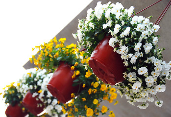 Image showing Hanging flowerpots with viola