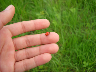 Image showing Ladybird on finger