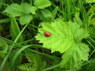 Image showing Ladybird over green leaf