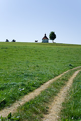 Image showing Solitary cow, church and tree remote and rut on the green field