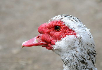 Image showing Head of Muscovy Duck