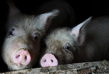 Image showing Two Pigs in the Pen