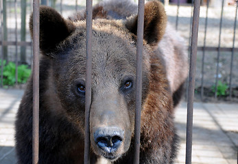 Image showing Brown Bear in the Cage