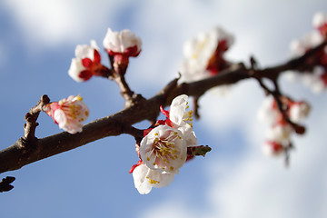 Image showing Blooming apricot tree