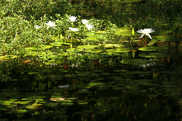 Image showing Lily Pond