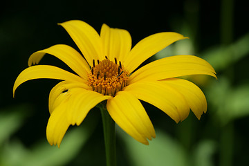 Image showing Yellow Flower