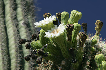 Image showing Saguaro Cactus in Bloom