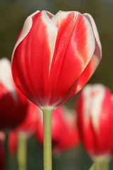 Image showing Tulip