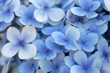 Image showing Blue Flowers