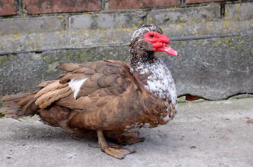 Image showing Muscovy Duck