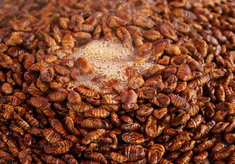 Image showing Korean silkworm pupus