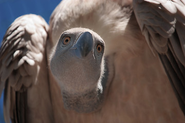 Image showing Vulture