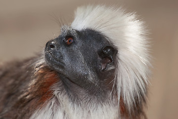 Image showing Cotton Top Tamarins