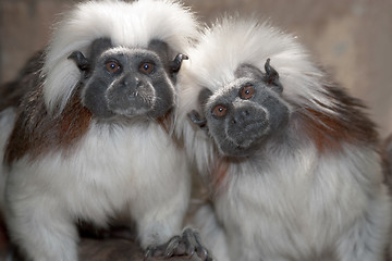 Image showing Cotton Top Tamarins