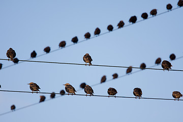 Image showing Bird on a wire