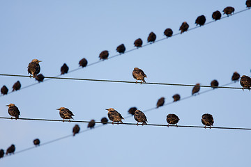 Image showing Bird on a wire