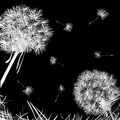 Image showing Dandelions