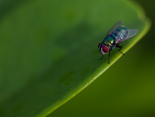 Image showing Fly sit on the green leaf