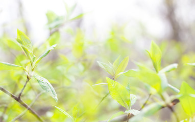 Image showing The verdure leaves