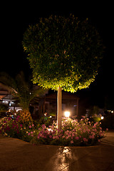 Image showing night illumination of garden