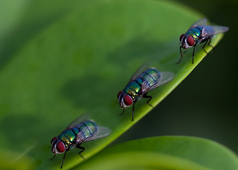 Image showing queue of fly